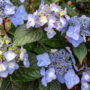 Hydrangea Macrophylla – Pop Star® – #3 Container